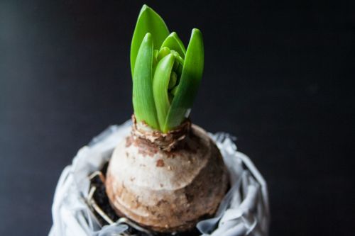 hyacinth onion flower