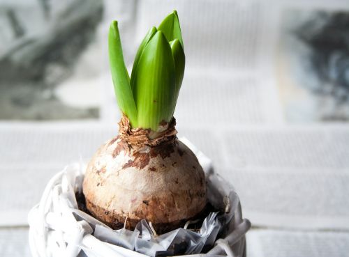 hyacinth onion flower