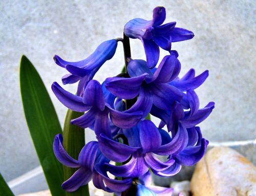 hyacinth spring blue