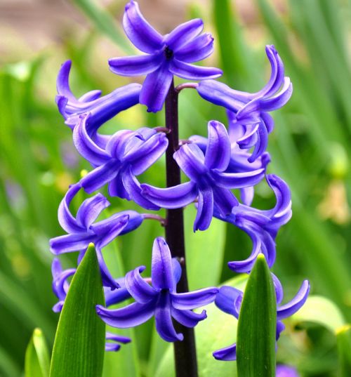 hyacinth flower spring