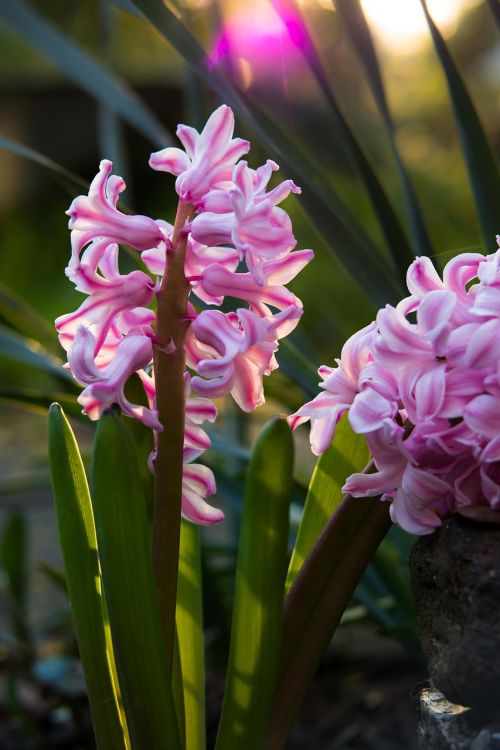 hyacinth pink flowers