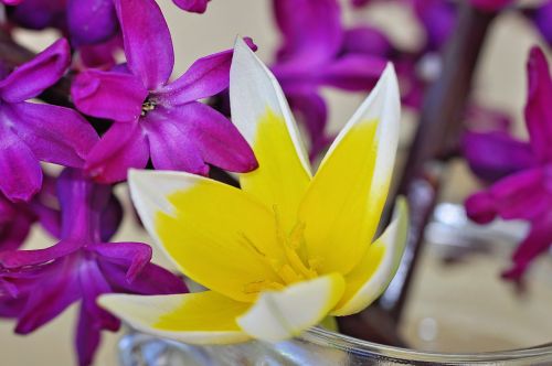 hyacinth flower spring flower