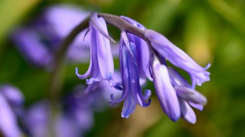 hyacinth early flower