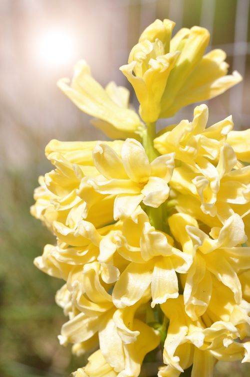 hyacinth yellow flowers