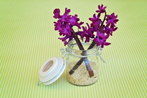 hyacinth flower flowers