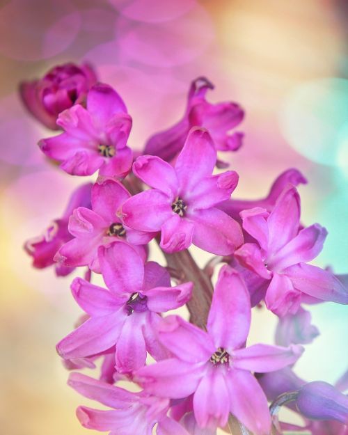 hyacinth flower flowers