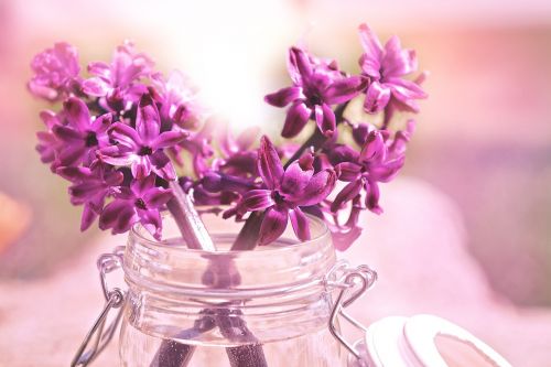 hyacinth flower flowers