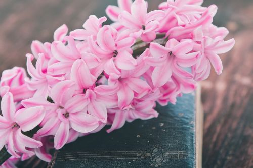 hyacinth flower flowers