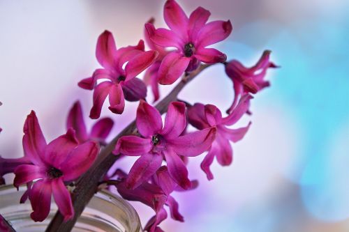 hyacinth flower blossom