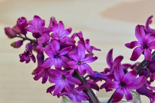 hyacinth flower fragrant flower