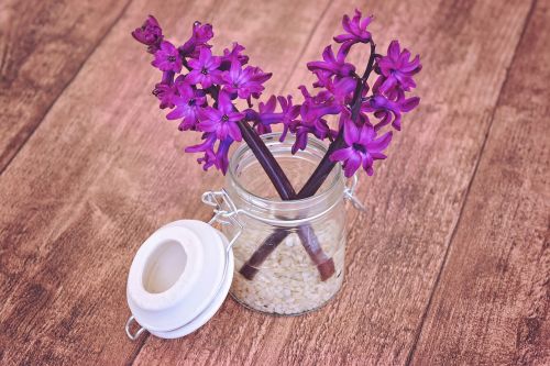 hyacinth flower flowers