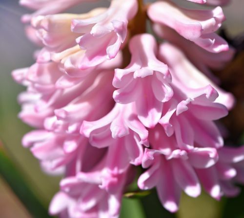 hyacinth flower flowers