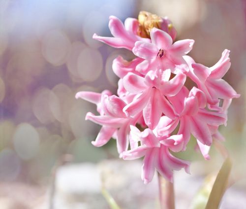 hyacinth flower plant