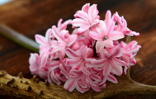 hyacinth flower spring flower