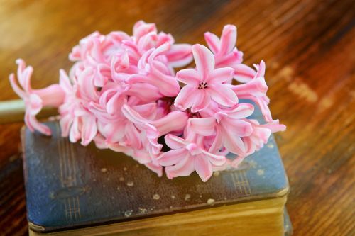 hyacinth pink flowers