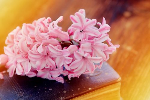 hyacinth flower flowers