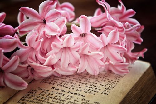 hyacinth flowers pink