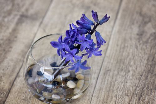 hyacinth flower spring flower