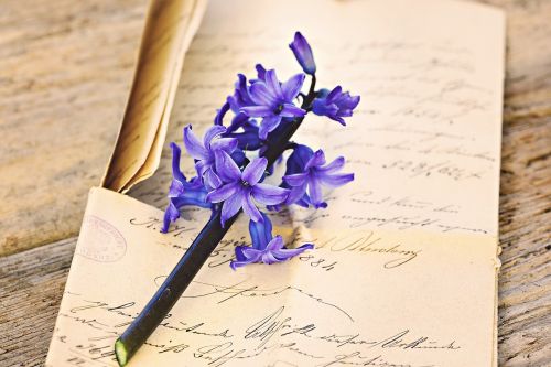 hyacinth flower fragrant flower