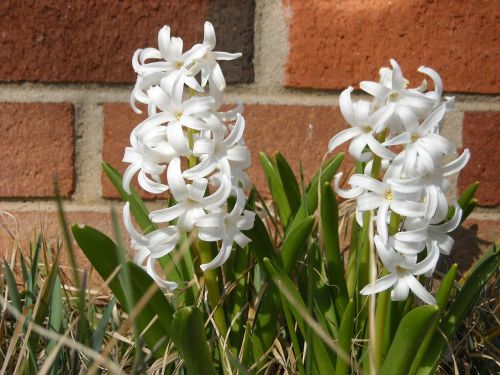 hyacinth flowers brick