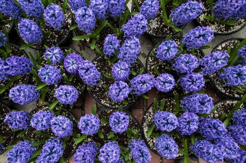 Hyacinth Flowers