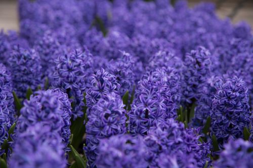 Hyacinth Flowers