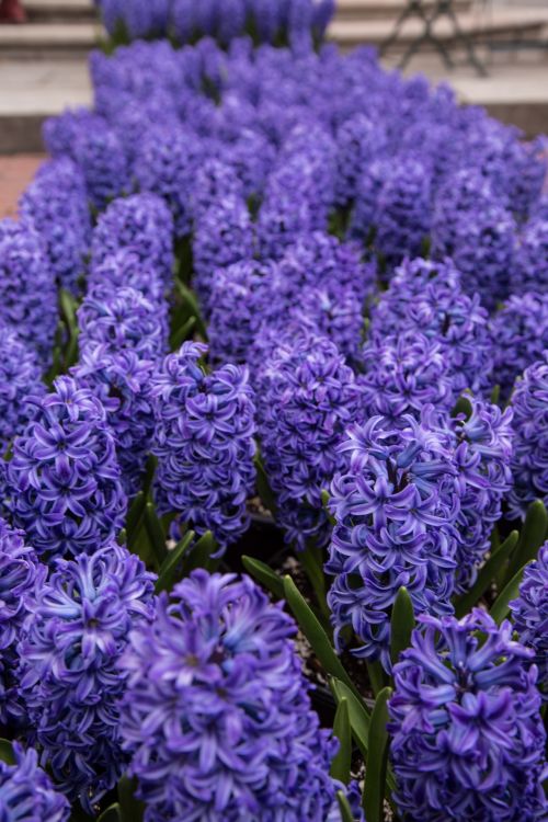 Hyacinth Flowers