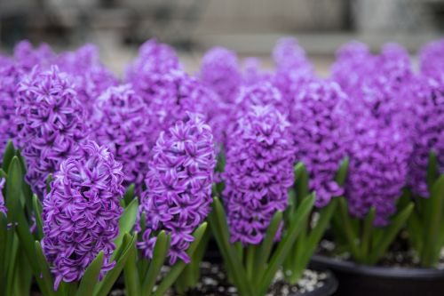 Hyacinth Flowers