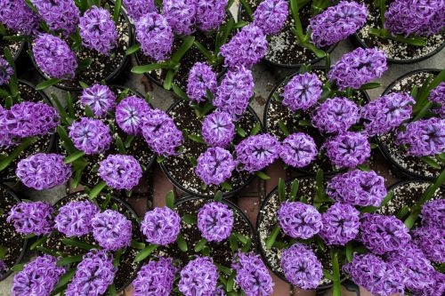 Hyacinth Flowers