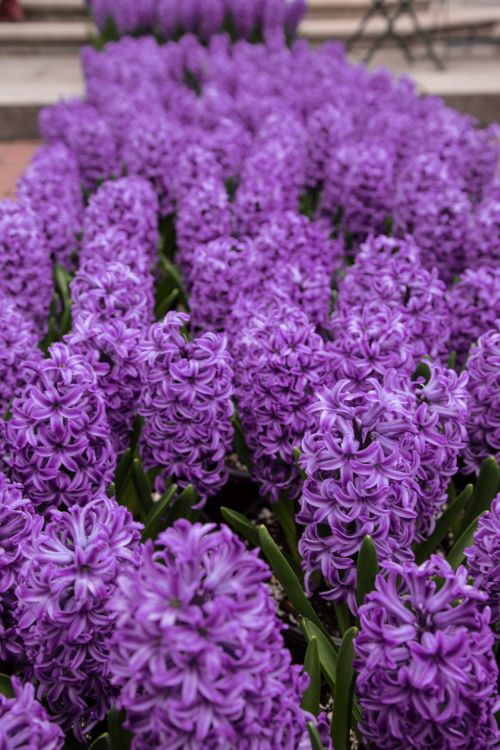 Hyacinth Flowers