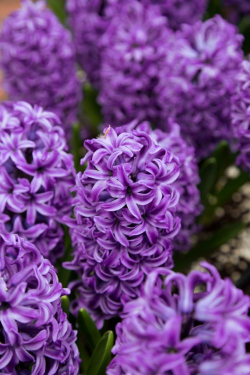 Hyacinth Flowers