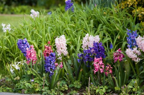 Hyacinth Flowers