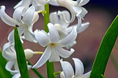 hyacinth in arkansas  blossom  spring