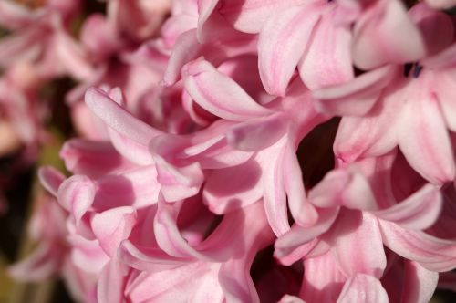 hyacinths flowers spring