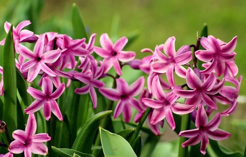 hyacinths  spring flowers  hyacinth
