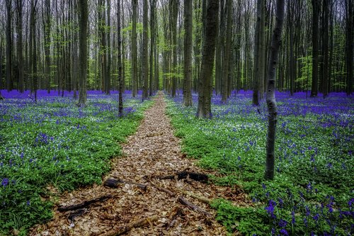 hyacinths  forest  hallerbos