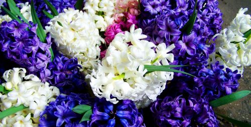 hyacinths mixed colors blue and white