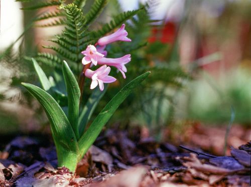 hyacinthus flower pink