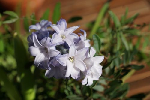 hyazinth flower blue