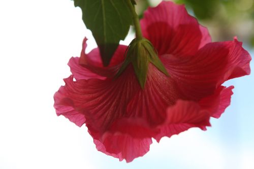 hybiscus flower red