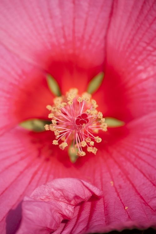 hybiscus rosa flower