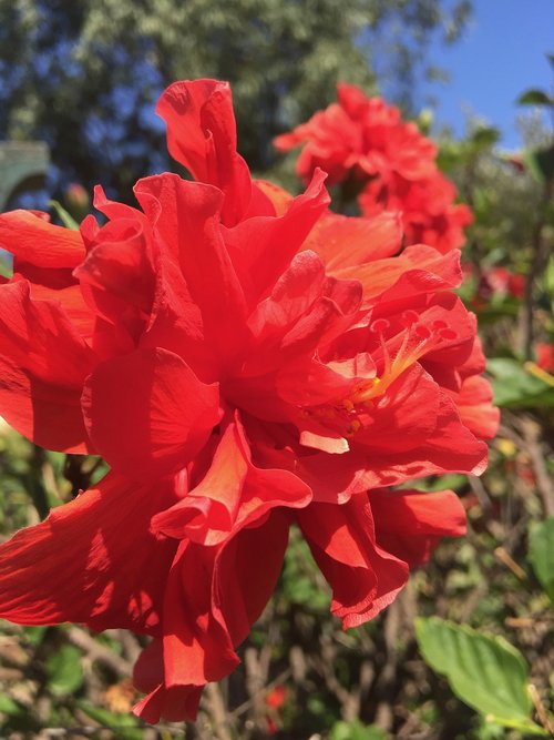 hybiscus  red  flower