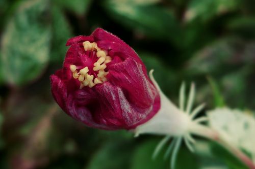 hybiscus bud burgeon red flower