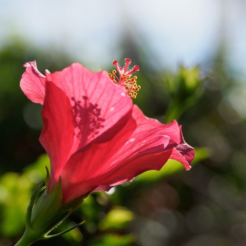 hybiscus flower  hibiscus  flower