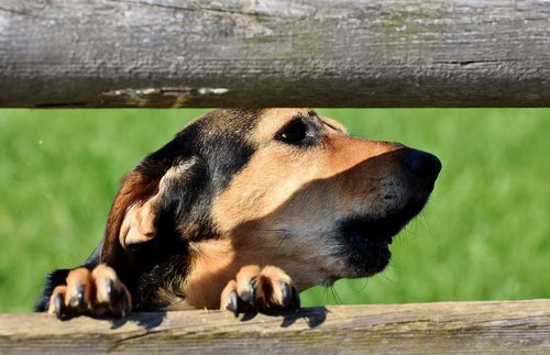 hybrid  dog  small dog