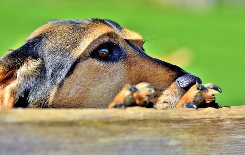 hybrid  dog  small dog