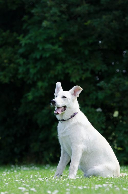 hybrid white shepherd dog