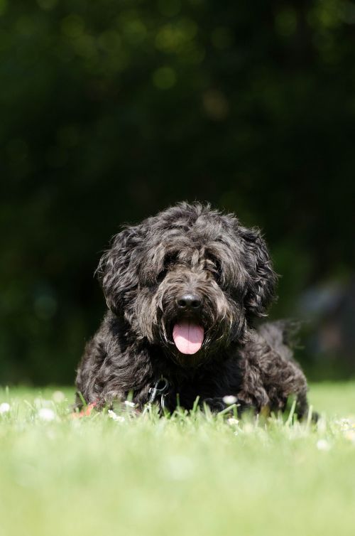 hybrid meadow portrait