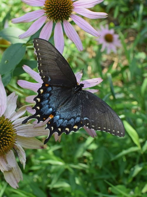 hybrid black swallowtail butterfly hybrid butterfly
