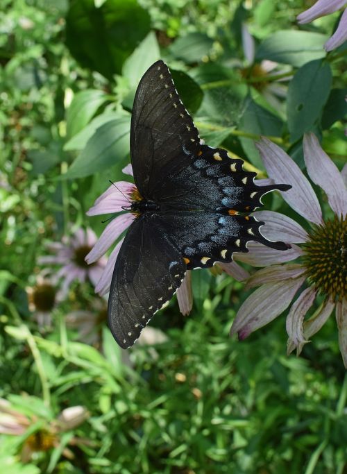 hybrid black swallowtail butterfly hybrid butterfly